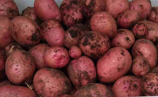 Dark Red Norland Seed Potato online shopping