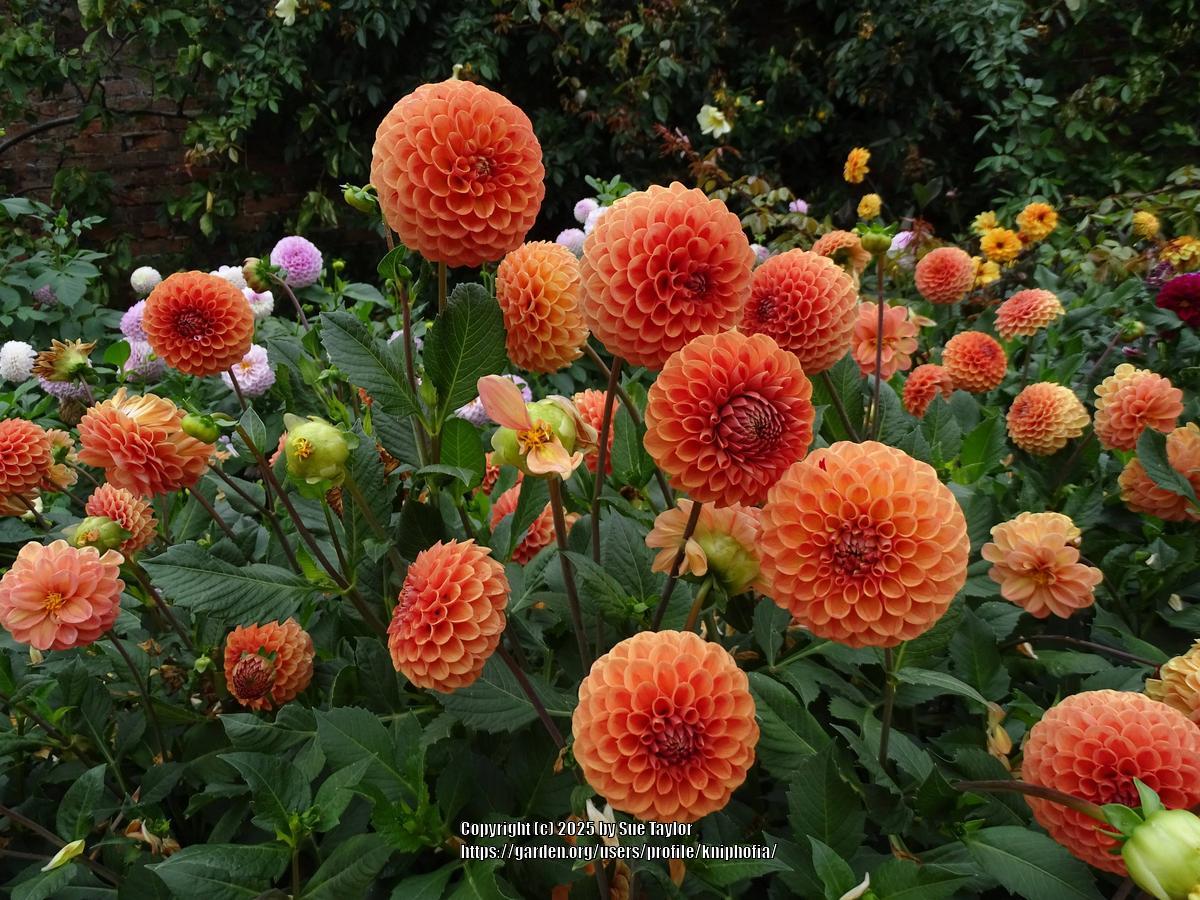 Cornel Bronze Dahlia