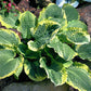 Lakeside Prophecy Fulfilled Hosta Plants online shopping