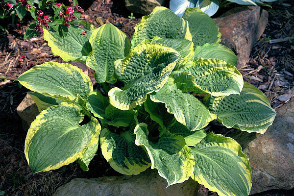 Lakeside Prophecy Fulfilled Hosta Plants online shopping