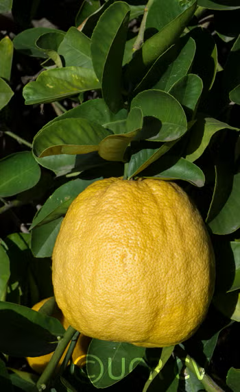 Cuban Shaddock Seed citrus plant material online shopping