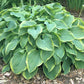 Tango Hosta Plants online shopping