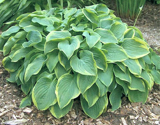 Tango Hosta Plants online shopping