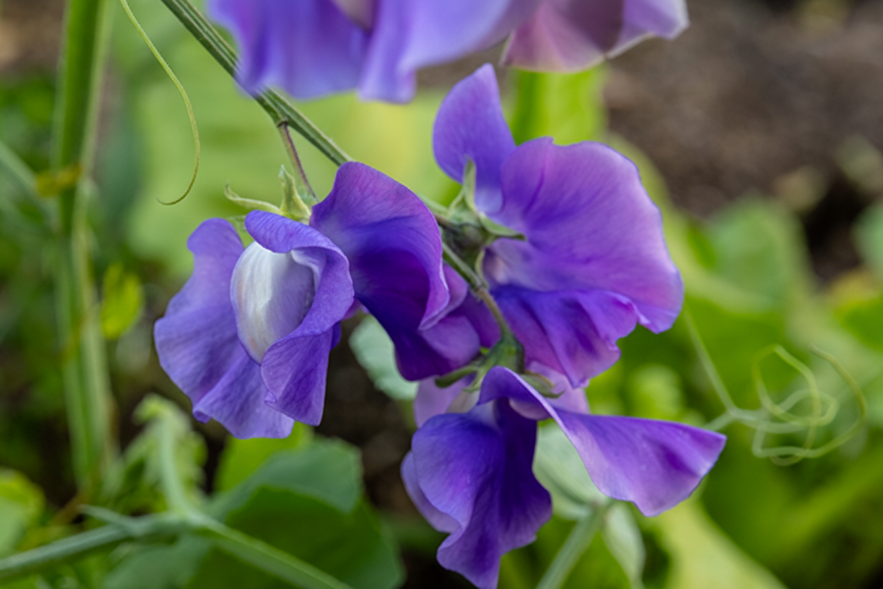 Blue Danube Sweet Pea seeds online shopping