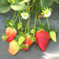 Florida Festival™ Short Day Strawberry