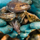 DEBY Oyster Seed NC aquaculture online shopping
