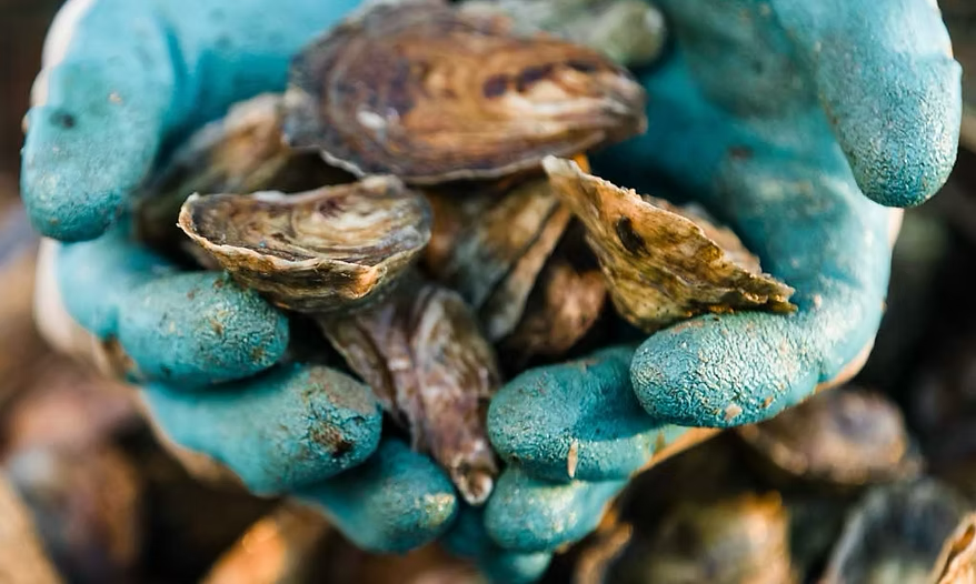 DEBY Oyster Seed NC aquaculture online shopping