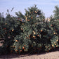 Fallglo Mandarin Budwood citrus plant material online shopping