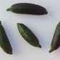 Australian Red Pulp Finger Lime Budwood citrus plant material online shopping