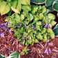 Jiminy Cricket Hosta Plants online shopping