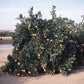 Cara Cara Pigmented Navel Orange Budwood citrus plant material online shopping