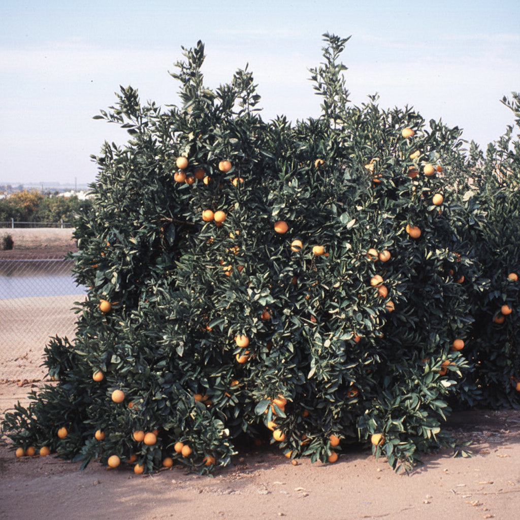 Cara Cara Pigmented Navel Orange Budwood citrus plant material online shopping