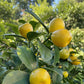 Fukushu Kumquat Plant citrus plant material online shopping