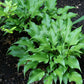 Raspberry Sorbet Hosta Plants online shopping