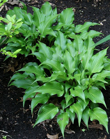 Raspberry Sorbet Hosta Plants online shopping
