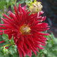 Wildman Dahlia Plants online shopping