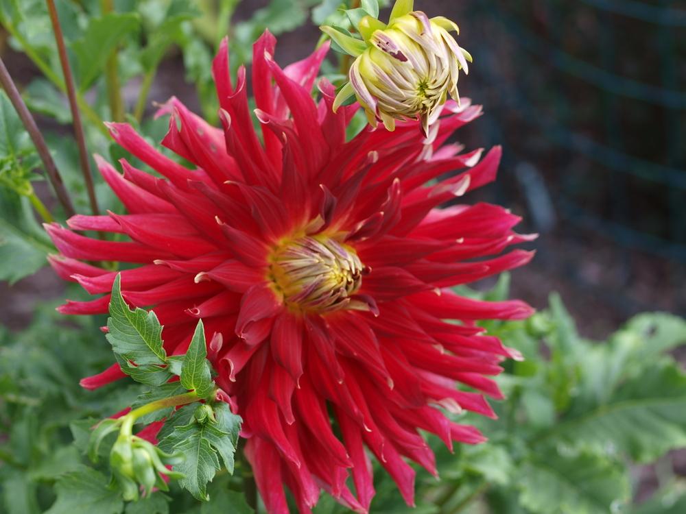 Wildman Dahlia Plants online shopping