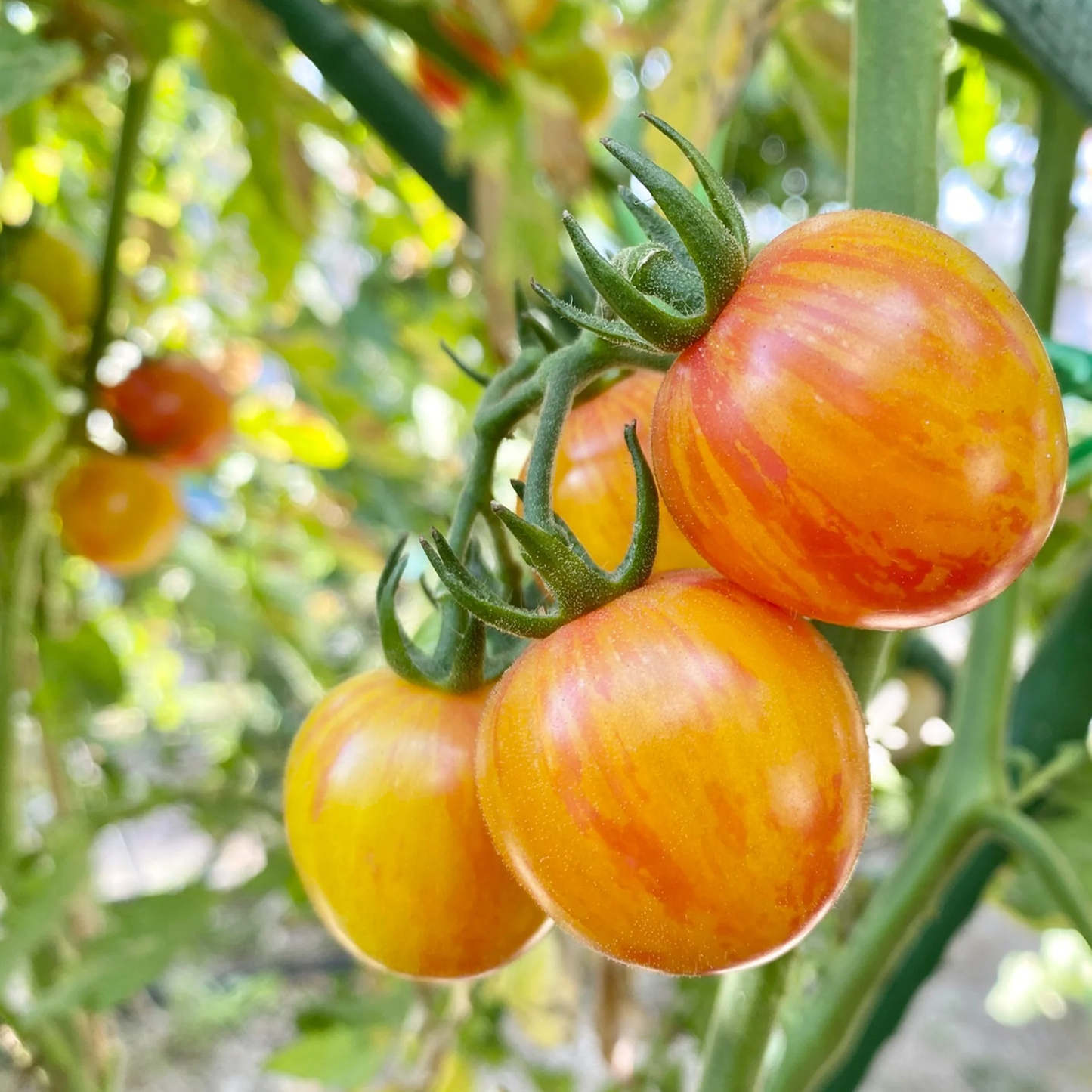 Sunrise Bumble Bee Organic Tomato