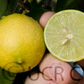 Castelo Lime Budwood citrus plant material online shopping
