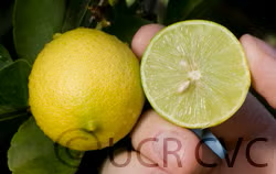 Castelo Lime Budwood citrus plant material online shopping