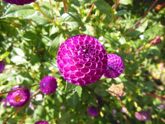 Dot Com Dahlia