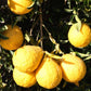 4475 Citrumelo Seed