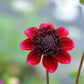 Rock Star Dahlia