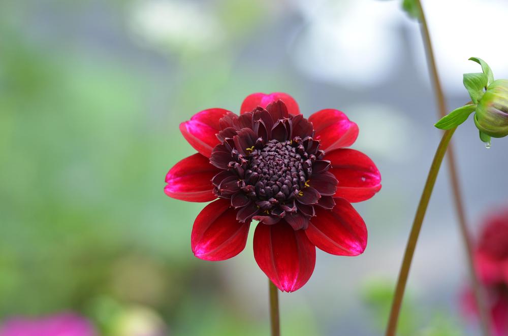 Rock Star Dahlia