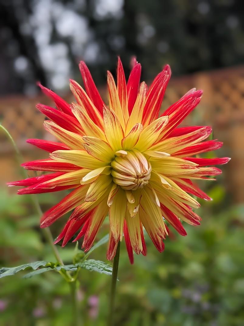 Wildcat Dahlia