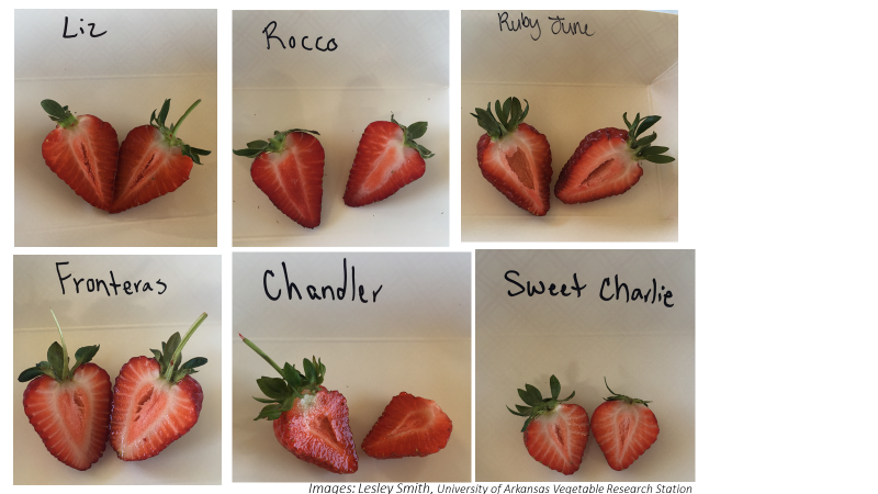 Ruby June Short Day Strawberry