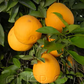 Valentine Pummelo Hybrid Budwood citrus plant material online shopping