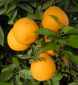 Valentine Pummelo Hybrid Budwood citrus plant material online shopping