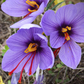 Sativus Saffron Fall Flowering Crocus Corms
