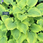 Sentimental Journey Hosta Plants online shopping