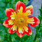 Wheels Dahlia Plants online shopping