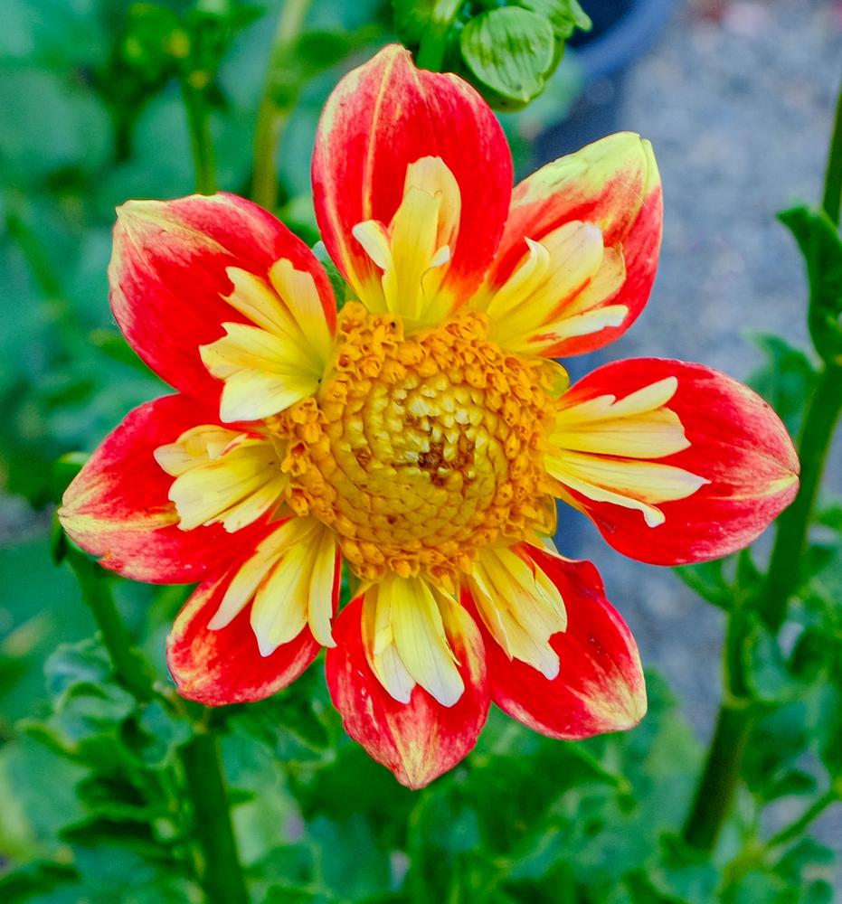 Wheels Dahlia Plants online shopping