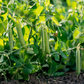 Green Arrow Shelling Pea