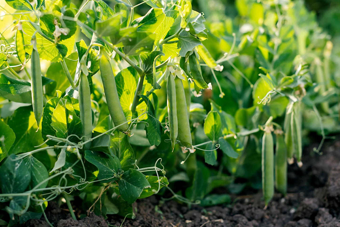 Green Arrow Shelling Pea