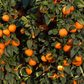 Rangpur Lime Seed citrus plant material online shopping