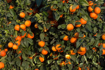 Rangpur Lime Seed citrus plant material online shopping