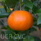 W. Murcott Afourer Mandarin Budwood citrus plant material online shopping