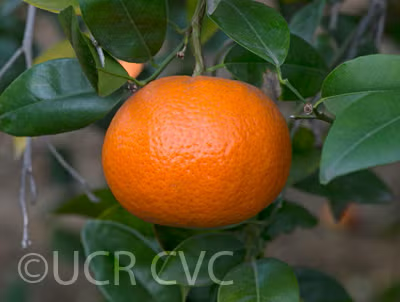 W. Murcott Afourer Mandarin Budwood citrus plant material online shopping