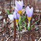 Firefly Snow Crocus Corms