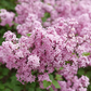 Bloomerang Purpink® Lilac