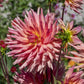 Brookside Cheri Dahlia