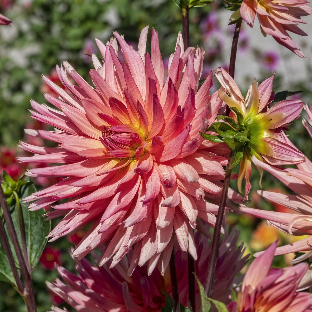 Brookside Cheri Dahlia