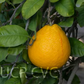 Kinkoji Unshiu Mandarin Hybrid Budwood citrus plant material online shopping