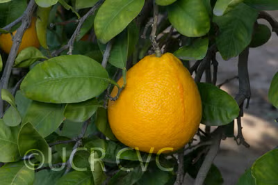 Kinkoji Unshiu Mandarin Hybrid Budwood citrus plant material online shopping
