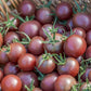 Black Cherry Tomato