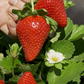 Florida Felicity® Short Day Strawberry